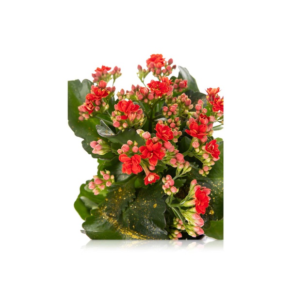 Christmas Kalanchoe 25cm