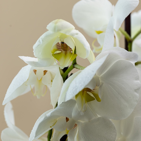 White Phalaenopsis Stems x 2