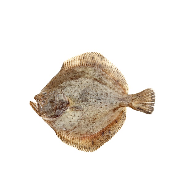 French Turbot