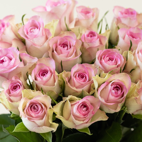 Pink Roses