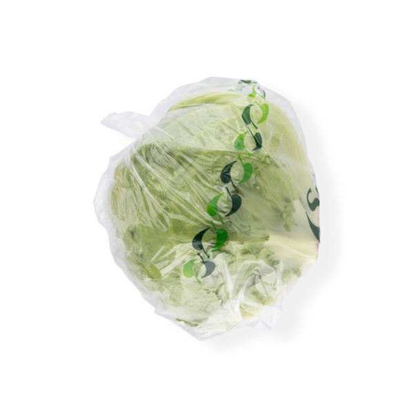 Iceberg Lettuce Holland