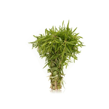 Zatar Leaves Oman Bunch