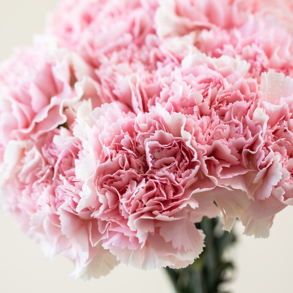 Carnation Pink Bunch