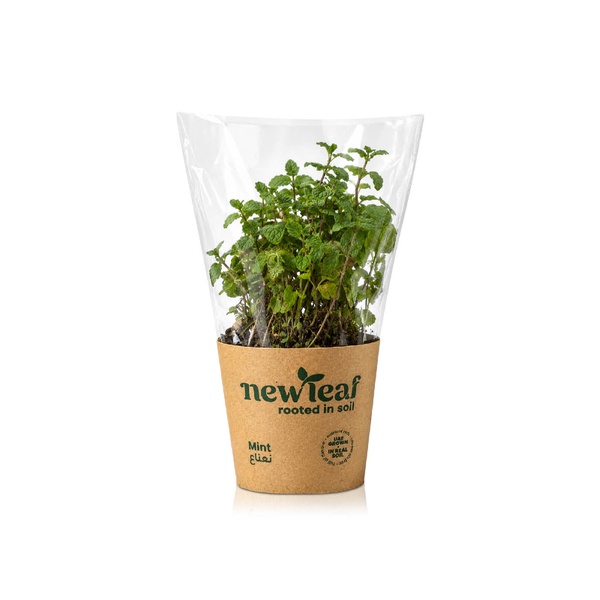 New Leaf Premium Mint Pot