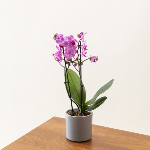 Phalaenopsis Mini in Ceramic Pot