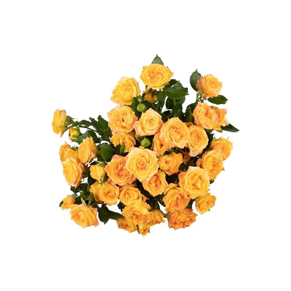 Orange Roses