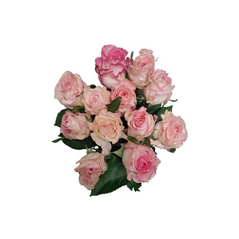 Luxury Pink and White Roses