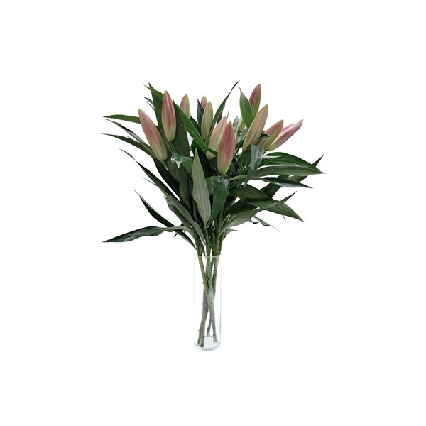 Oriental Pink Lilies