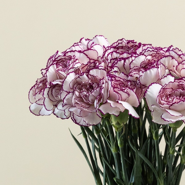 Lavender Carnation Bunch