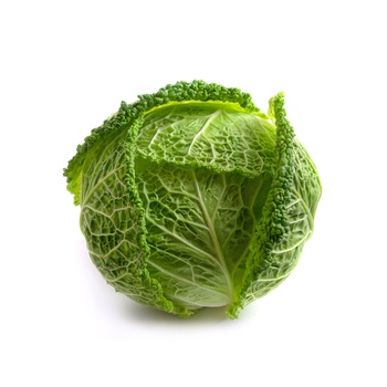 Savoy Cabbage Holland
