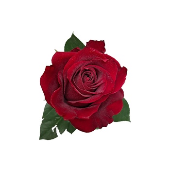 Single Red Rose