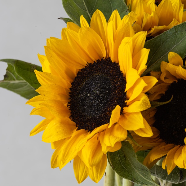 Sunflower Bunch
