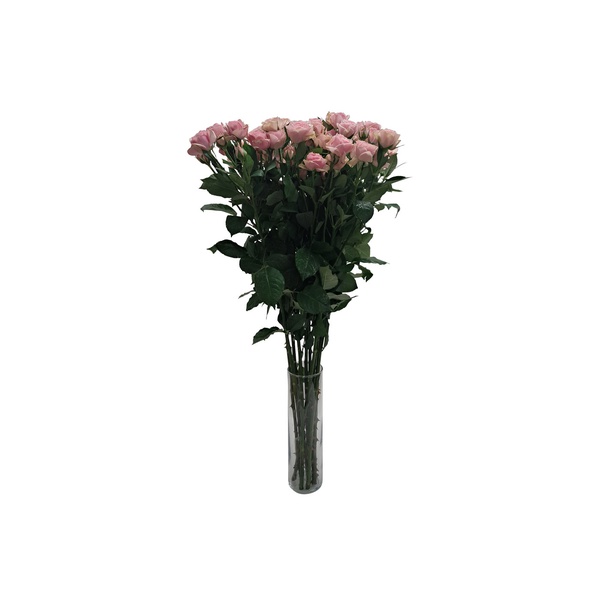 Spray Roses