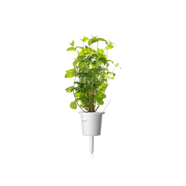 Click & Grow Smart Garden Plant Pods Peppermint x 3