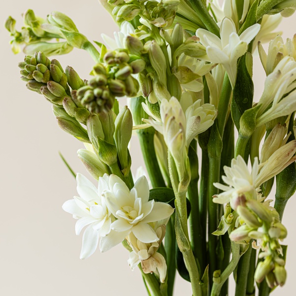 Tuberose Bunch