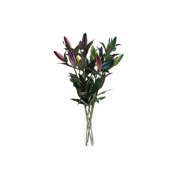 Rainbow Lilies