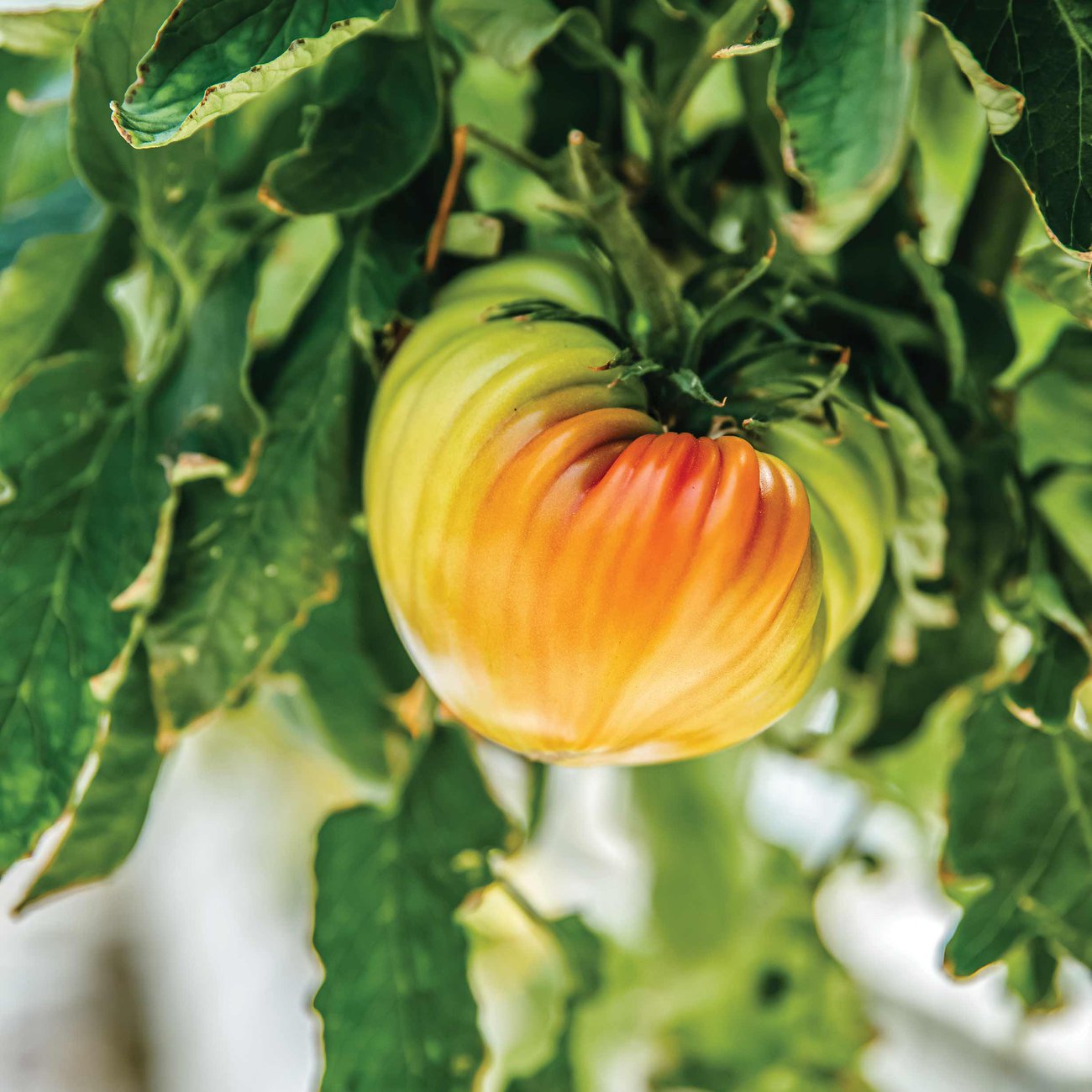 Heirloom tomatoes come in all shapes and sizes.