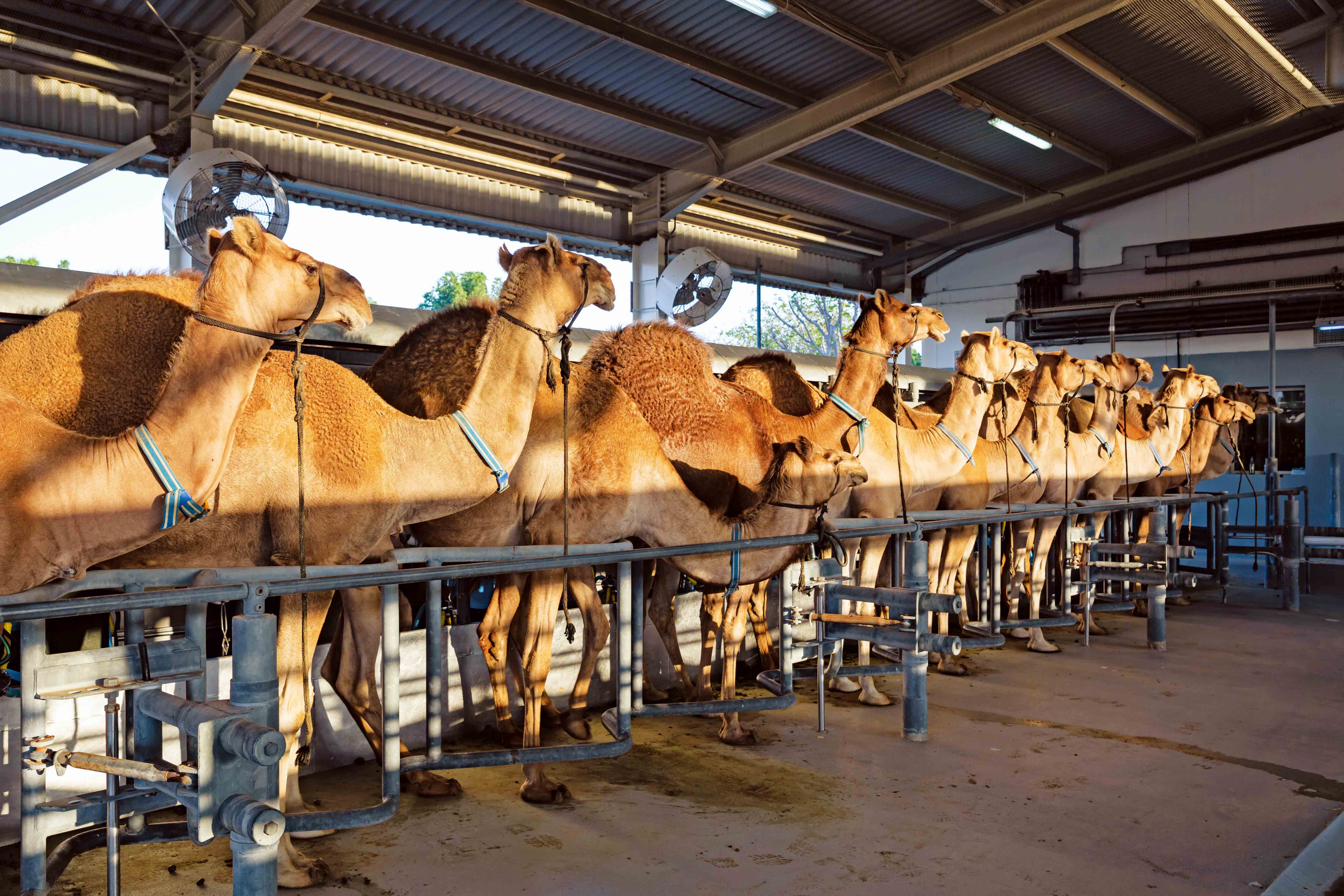 كاميليشيس وألبان الإبل