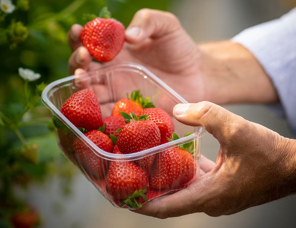 The AVA Magnum® variety of strawberry stands out for its deep red colour, sweetness  and good shelf life