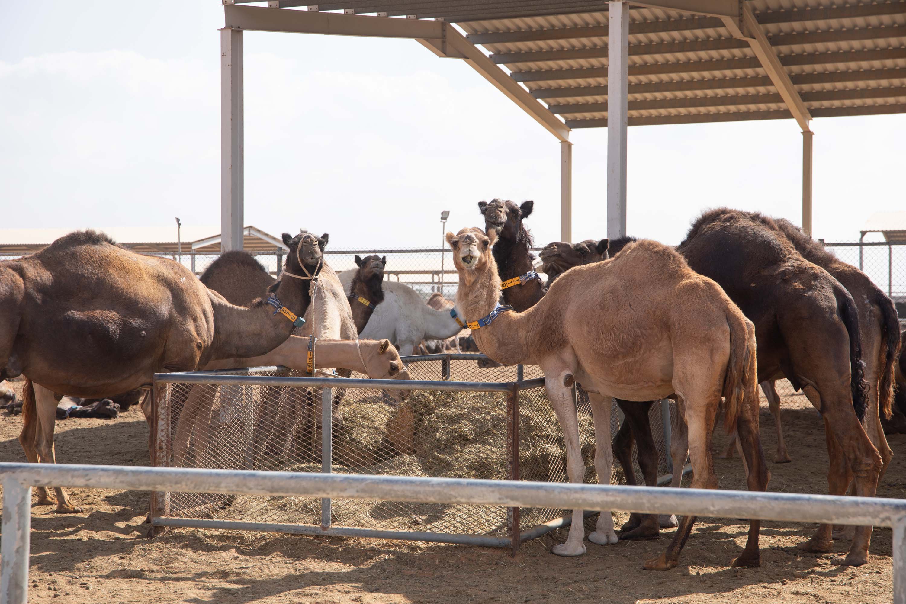 how to visit al ain dairy farm