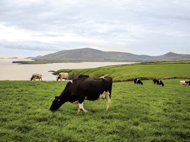 Ireland is known for its high-quality dairy and meat