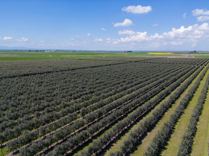 One of the Basso family’s olive farms │ Each batch of balsamic vinegar is tested by an expert │ Paolo Zanetti knocks a wheel of Parmigiano Reggiano with a small hammer to check for holes or cracks in the cheese  │ The Berruto family uses state-of-the-art machinery to make its range of classic dried pasta