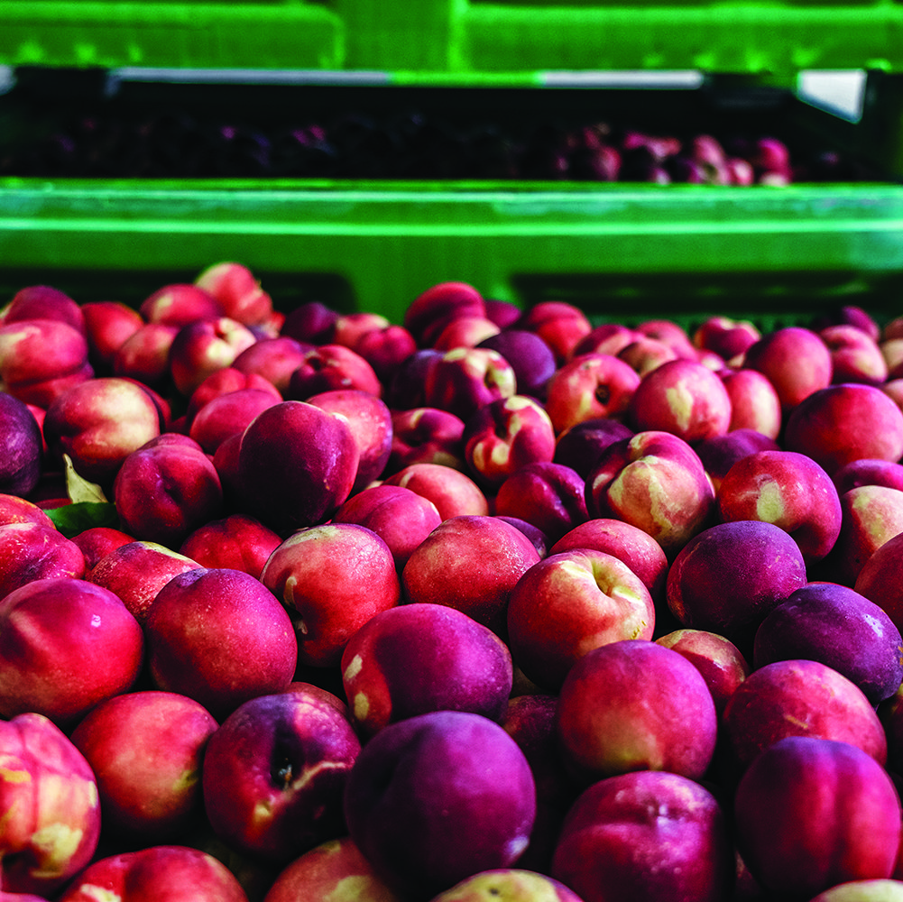 The peaches grown by Summer Fruit reach Spinneys within 48 hours of being harvested