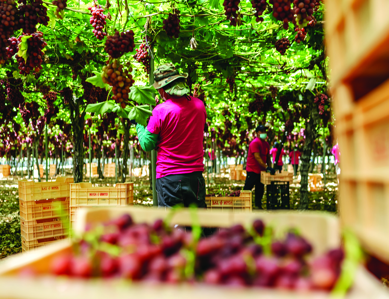 All grapes from Moyca are handpicked and trimmed before being sent to pack houses