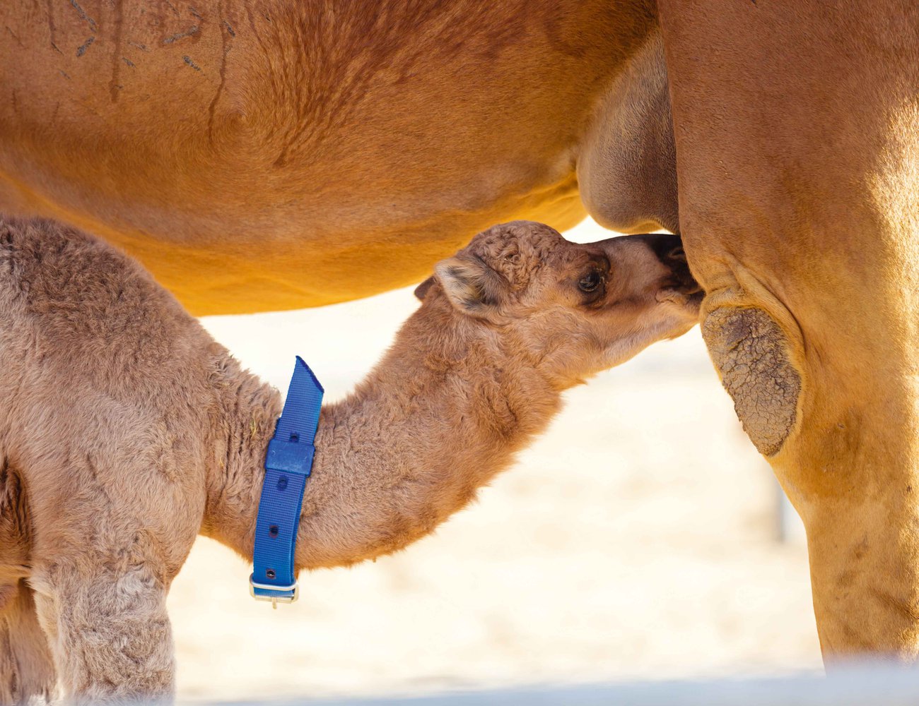Calves suckle residual milk