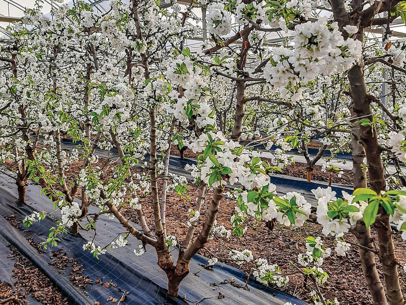Cherry trees in bloom inside a greenhouse | The Rio Cinca sales team on a farm visit
