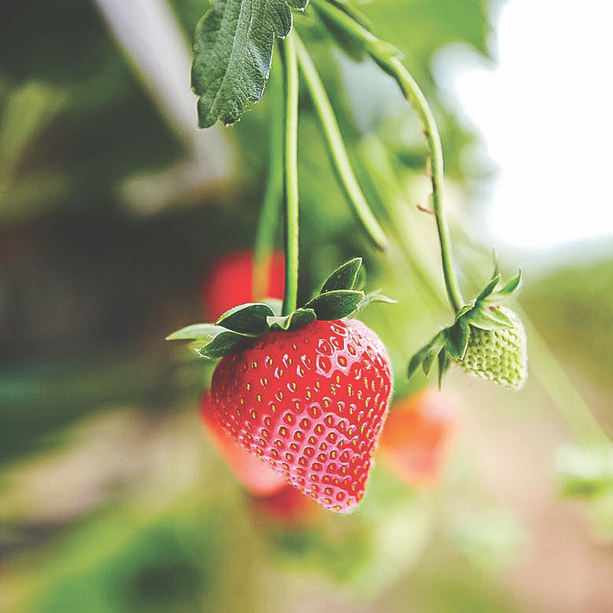 Meet the producers Clock house farm Spinneys UAE