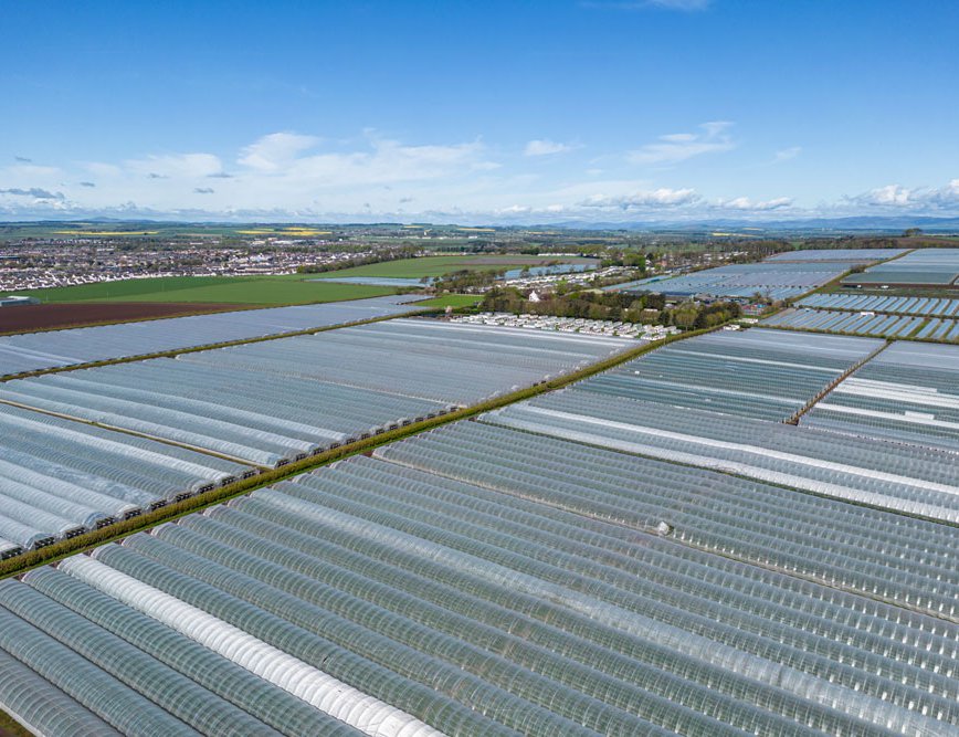 Strawberries are grown on elevated tables under plastic tunnels