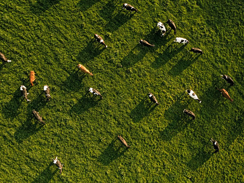 Salting the cheese by hand is an intuitive job | Herds graze on nutrient-rich grasses | SpinneysFOOD Mature Cheddar on the production line | Laurels Farmhouse