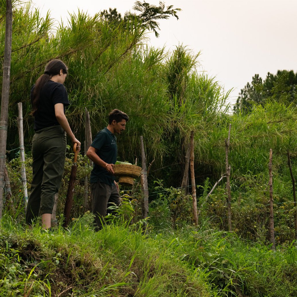 Amaya's farms provide fresh produce for the kitchen every day