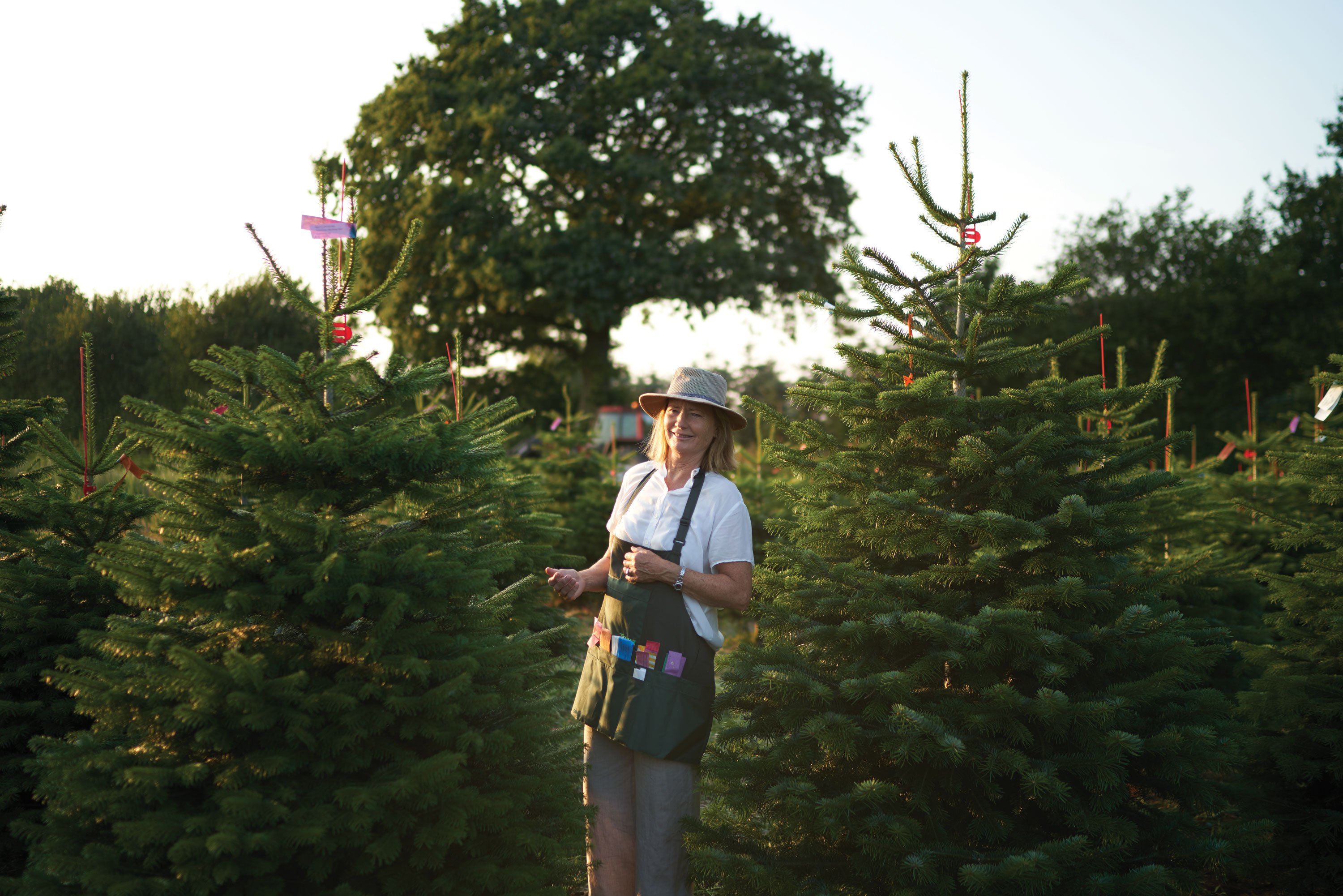 أشجار تمتّع الأنظار