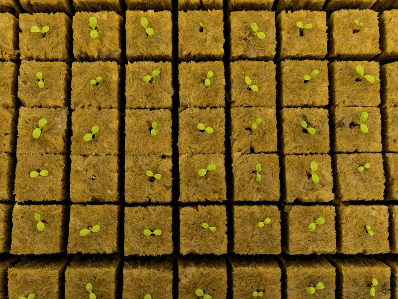 Emirates Hydroponic Farms (EHF) uses rotating hydroponics to grow basil | EHF uses rockwool as a growing medium for lettuce | Niaz Ali grows lettuce and herbs at EHF’s farm in Abu Dhab