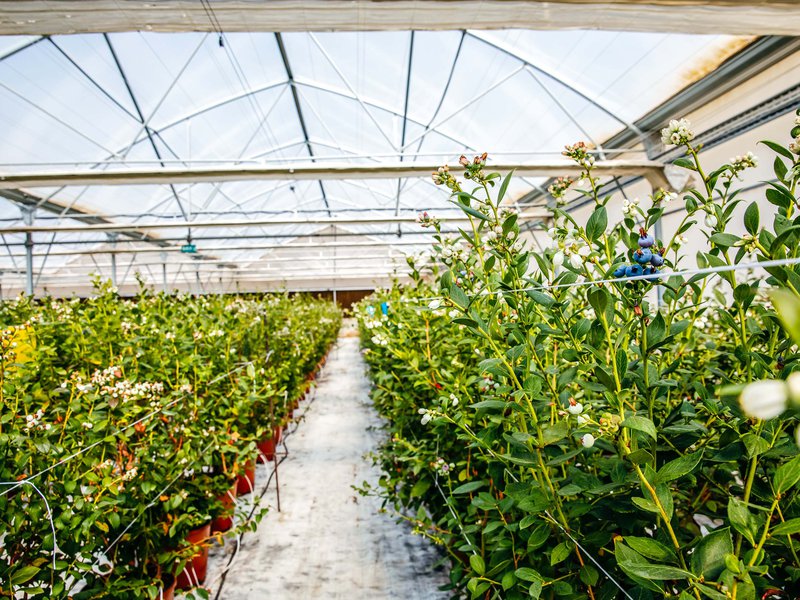 Elite Agro has obtained the exclusive rights to grow and sell five premium blueberry varieties in the Middle East