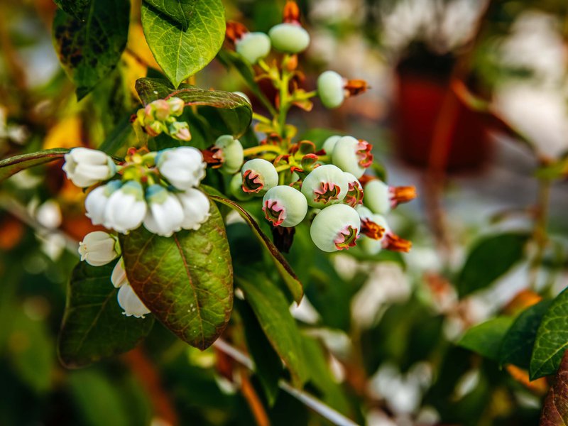 Elite Agro has obtained the exclusive rights to grow and sell five premium blueberry varieties in the Middle East