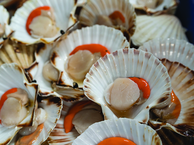 Days begin early down at the harbour | A diverse range of fishing vessels, ranging from 12-ft-long mackerel boats to 112-ft-long trawlers, operate in Cornish waters | Scallops are carefully hand-shucked then washed before being packed for domestic and export markets | Edwin holds up  a freshly-caught monkfish