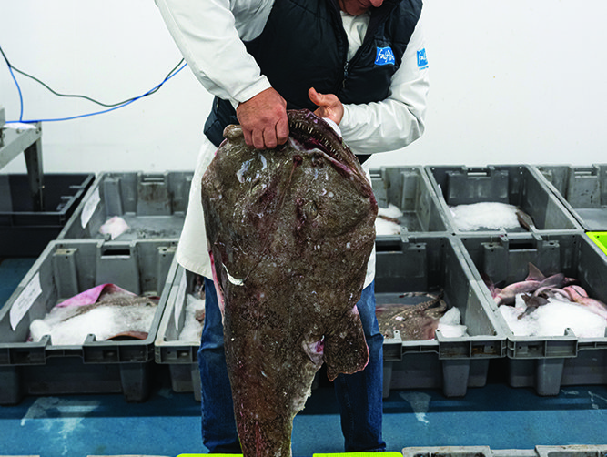 Days begin early down at the harbour | A diverse range of fishing vessels, ranging from 12-ft-long mackerel boats to 112-ft-long trawlers, operate in Cornish waters | Scallops are carefully hand-shucked then washed before being packed for domestic and export markets | Edwin holds up  a freshly-caught monkfish