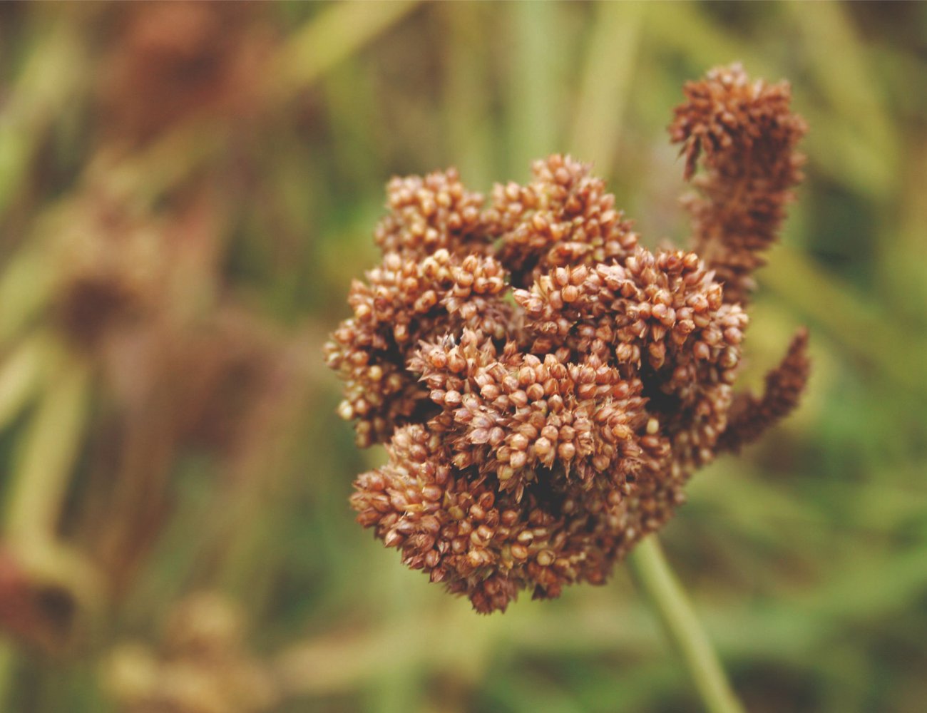 Finger millet is returning to fields as a climate-resilient grain, thriving in harsh conditions while helping restore crop diversity