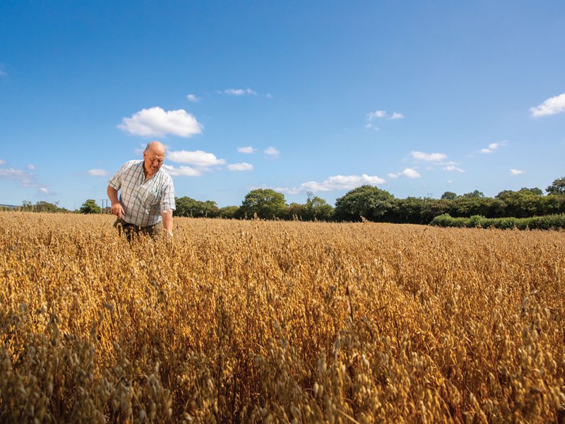 The Flahavan family have grown and produced oats since 1785