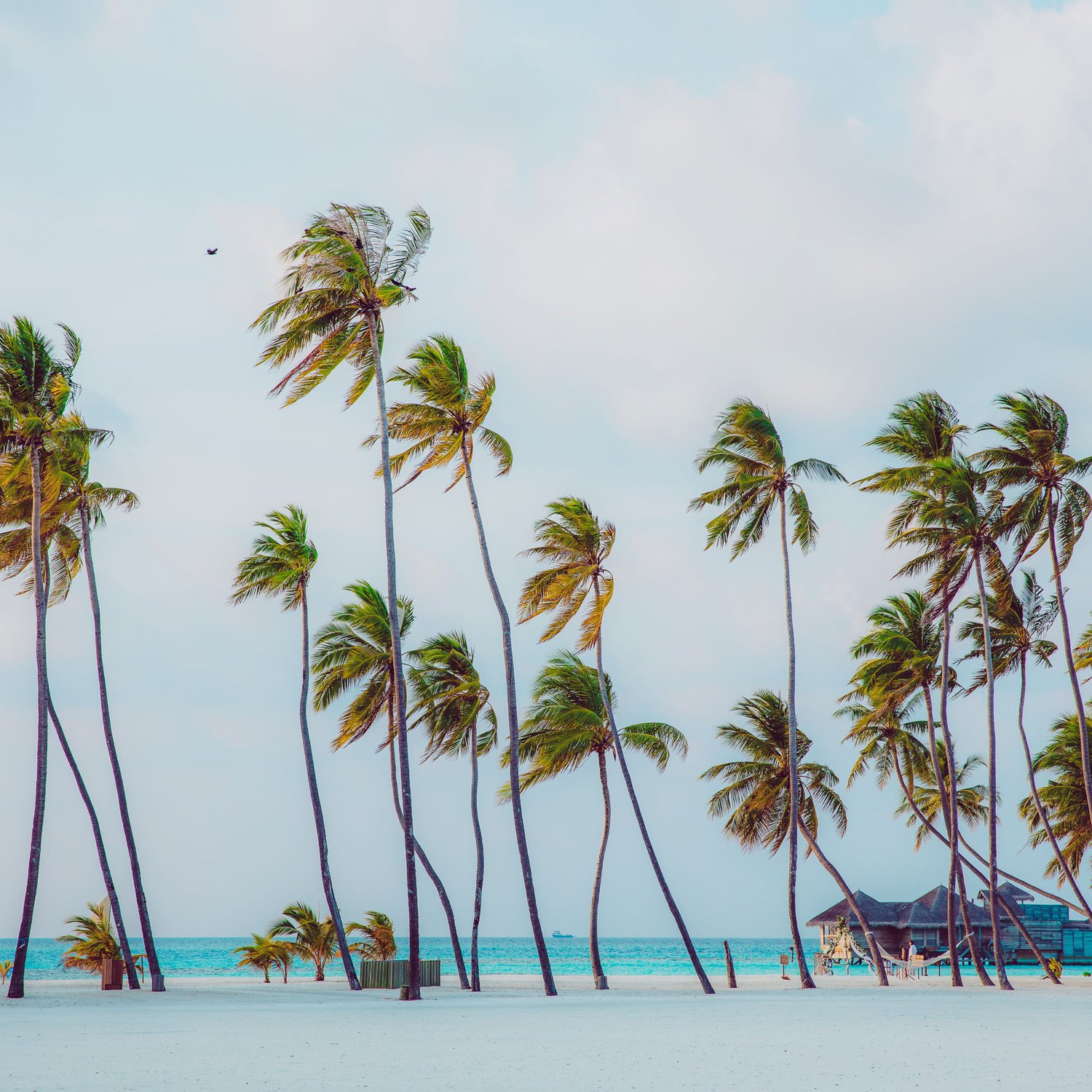 Manna in the Maldives