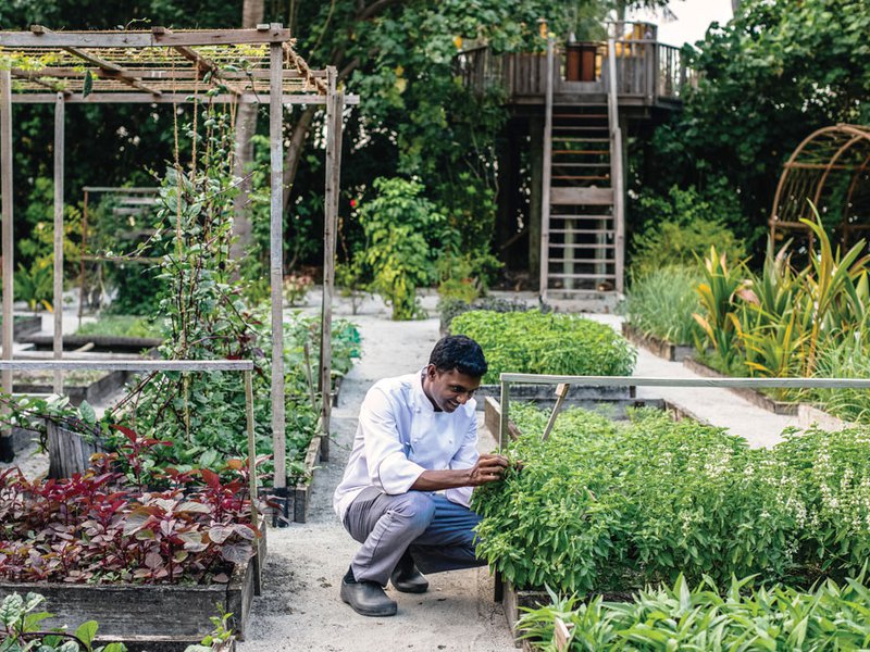 The garden salad | chef Hari | aloe vera coconut ceviche