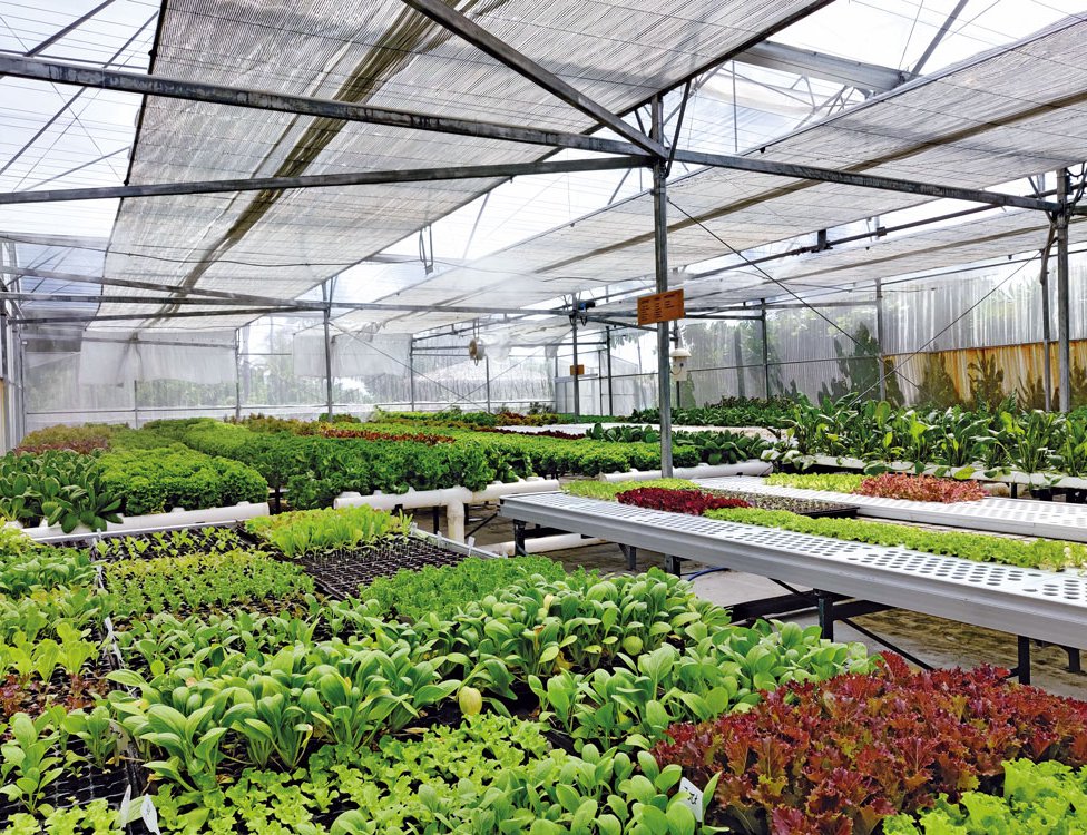 On-site hydroponic greenhouse
