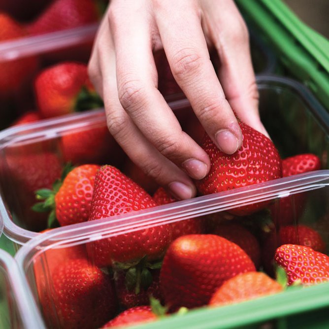 Hall Hunter produces 14,000 tonnes of mixed berries every year