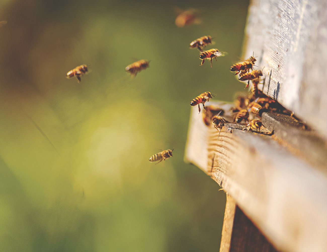 Hall Hunter uses sustainable farming practices such as wild bee pollination