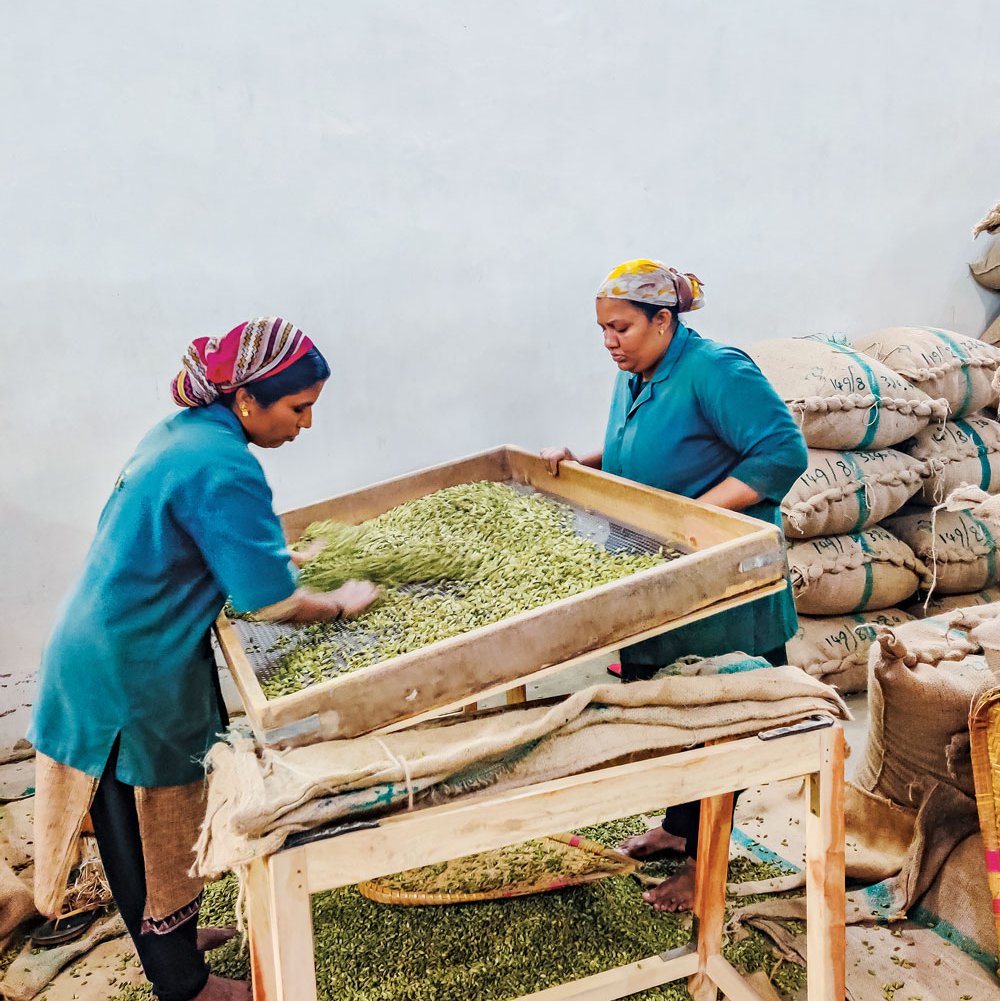 Giant sieves are used to sort cardamom to find 8mm pods, which are exported to other countries