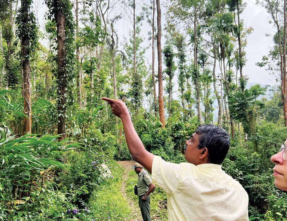 Sudheer PA explains the intricacies of growing cardamom and pepper during a visit to his plantation