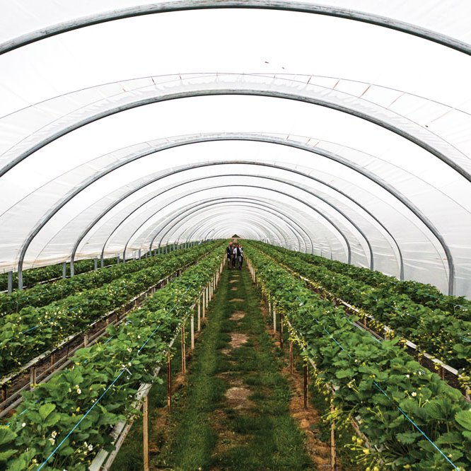 Inside one of Hall Hunter's strawberry greenhouses